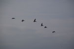 2013-03-29_17-13-17_DSC_7339.jpg