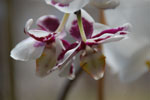2013-04-11_14-25-30_DSC_7875.jpg