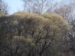 2013-05-05_19-37-33_DSCF1469.jpg
