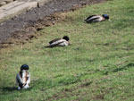 2013-05-07_13-46-23_DSCF1887.jpg