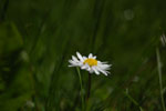 2013-05-15_14-01-02_DSC_7887.jpg