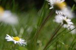 2013-05-15_14-02-45_DSC_7922.jpg