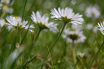 2013-05-15_14-03-05_DSC_7952.jpg
