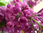 2013-05-21_14-21-38_P1000007.jpg