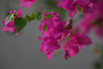 2013-05-26_17-29-14_DSC_8113.jpg