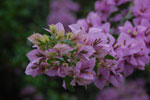 2013-07-21_12-09-40_DSC_9965.jpg