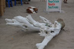 2013-08-06_17-43-14_DSC_1227.jpg
