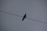 2013-08-21_17-11-29_DSC_2527.jpg