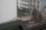 2013-09-01_17-00-47_DSC_3255.jpg
