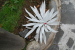 2013-09-20_11-39-23_DSC_3514.jpg