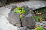2013-09-20_11-40-38_DSC_3520.jpg