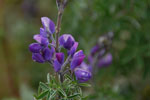 2013-09-20_13-42-12_DSC_3593.jpg