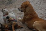 2013-09-23_16-47-28_DSC_4200.jpg