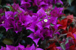 2013-10-03_17-15-56_DSC_5235.jpg