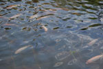 2013-10-06_15-00-48_DSC_5541.jpg