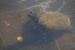 2013-10-06_15-01-08_DSC_5545.jpg