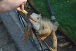 Photos