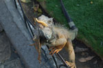 2013-10-06_15-09-31_DSC_5595.jpg