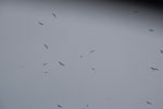 2013-10-11_08-53-52_DSC_6037.jpg