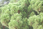 2013-10-15_18-10-28_DSC_6346.jpg