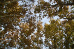 2013-10-15_18-47-39_DSC_6394.jpg