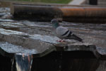 2013-10-15_19-30-51_DSC_6437.jpg