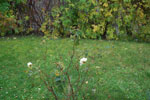 2013-10-20_17-38-15_DSC_6976.jpg