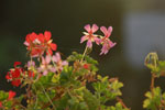 2013-10-23_08-17-43_2013-10-23_08-17-43_DSC_7003.jpg