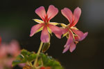 2013-10-23_08-17-52_2013-10-23_08-17-52_DSC_7006.jpg