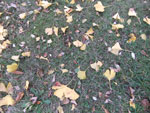 2013-10-25_17-13-17_2013-10-25_17-13-17_DSCF8738.jpg