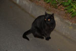 2013-10-29_18-14-49_2013-10-29_18-14-49_DSC_7015.jpg