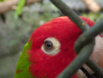 Photos