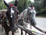 2014-06-27_18-16-09_IMGP6438.jpg