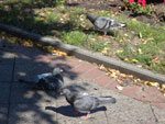 2014-09-03_12-52-29_IMGP0685.jpg