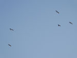 2014-09-04_18-45-10_S0156039.jpg