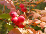 2014-09-16_10-40-04_S0841386.jpg