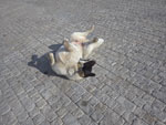 Photos