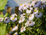 2014-09-20_19-09-16_S0463078.jpg