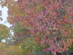2014-09-29_17-29-01_S0771261.jpg