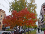 2014-09-29_18-04-50_S0682106.jpg