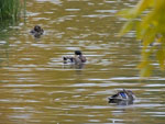 2014-10-02_14-20-34_S0839353.jpg