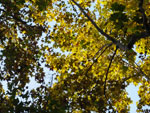 2014-10-18_18-09-50_S0015001.jpg