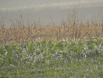 2014-10-24_09-16-06_S0366517.jpg