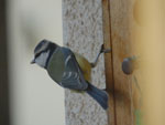 Photos