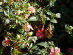 2014-10-28_10-11-49_S0016582.jpg