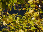 2014-10-28_10-40-17_S0406637.jpg