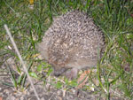 Photos