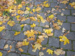 2014-11-09_15-34-58_S0187295.jpg
