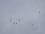 2014-11-12_16-06-31_S0820116.jpg