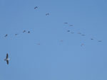 2014-11-20_09-43-58_S0084035.jpg
